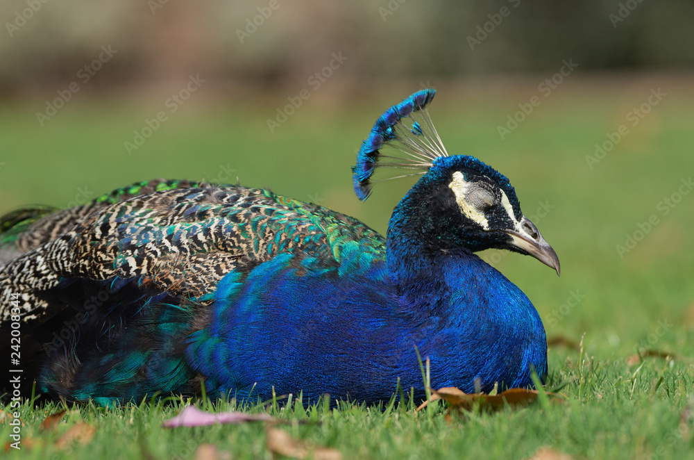Fototapeta premium Indian Peacock resting.