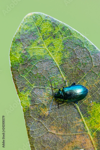 the alder leaf beetle - Agelastica alni photo