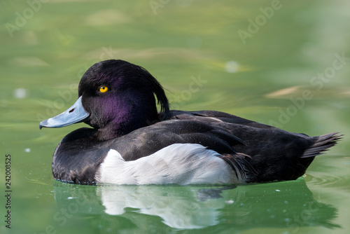 Canvas Print The tufted duck (Aythya fuligula)