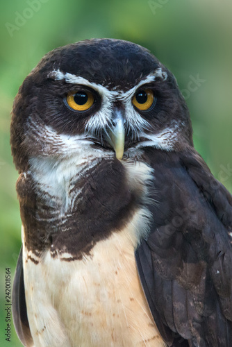 The spectacled owl (Pulsatrix perspicillata) photo