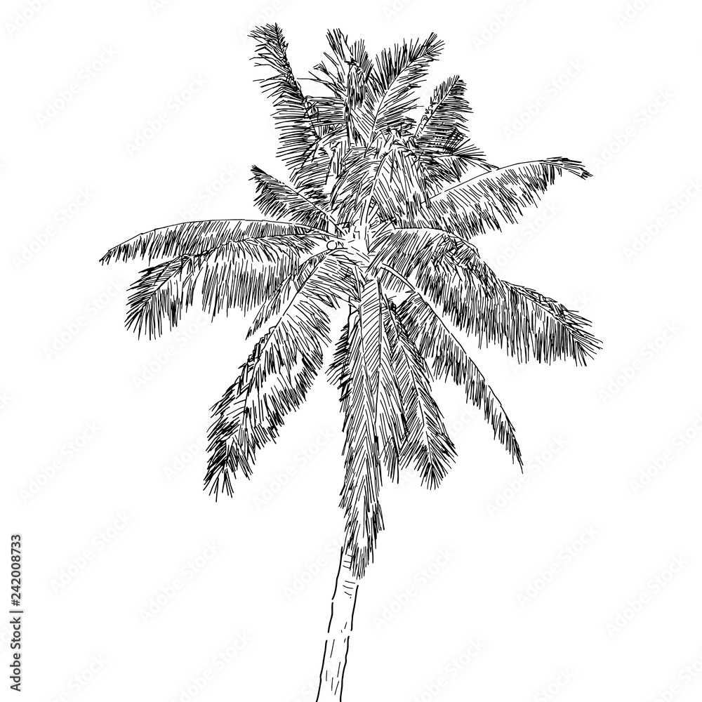 Easy Coconut Tree Drawing - HelloArtsy