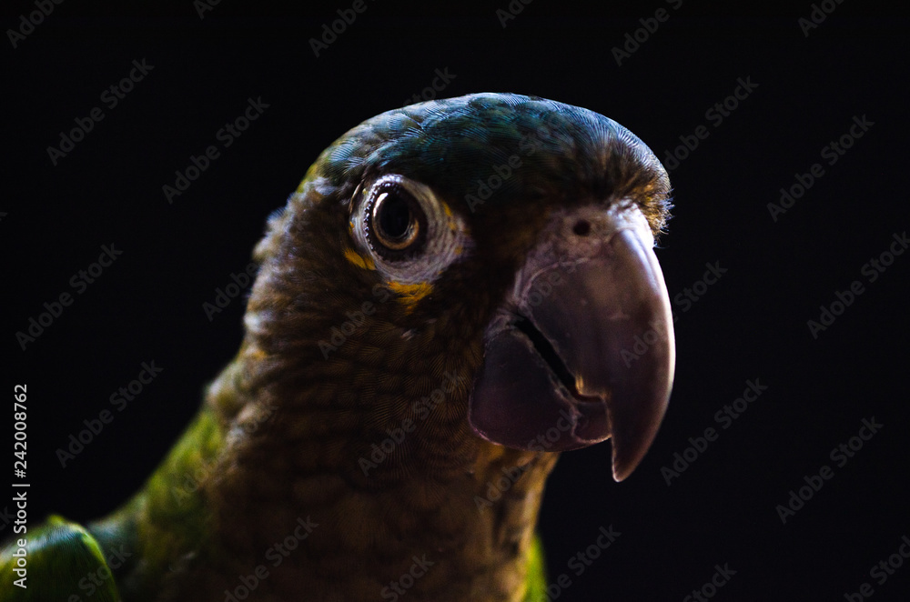 Fototapeta premium Parakeet portrait from a side