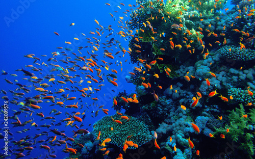 Coral reef Red Sea.