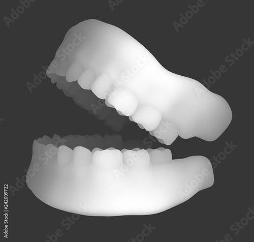human jaw. 3d vector layout. medicine and health