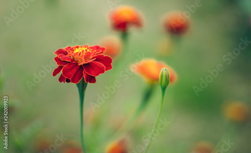 soft focus marigold red and orange flower on green garden natural unfocused background floral wallpaper concept