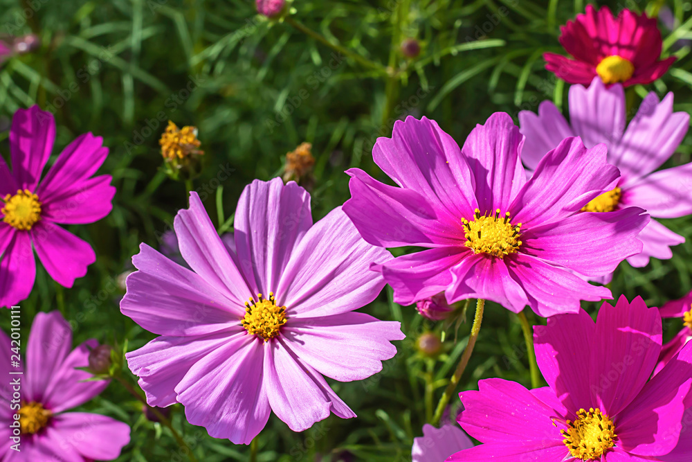 Colorful Cosmos sulphureus Cav flowers in garden.