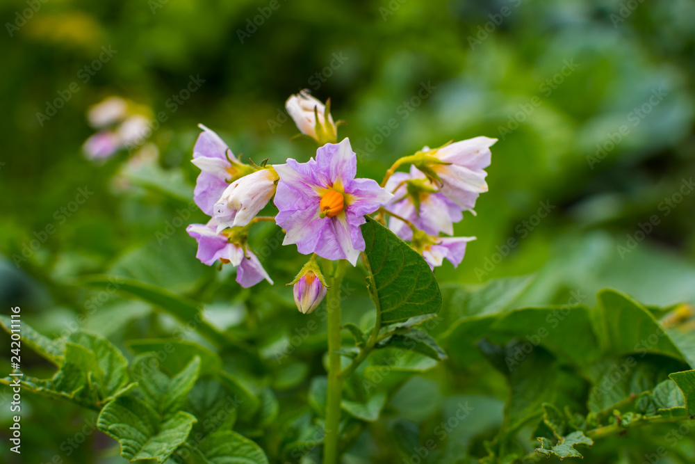 Fototapeta premium potatoes bloom in the natural environment