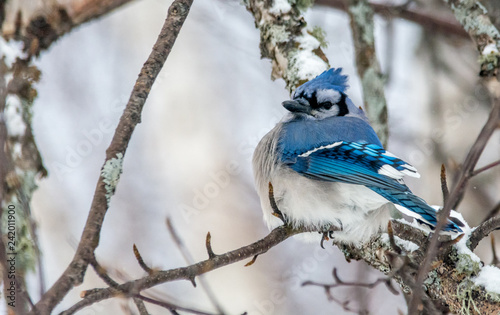 Blue Jay Perched in a Woody Area of Birch and Aspen in Lamarche, Quebec, Canada photo