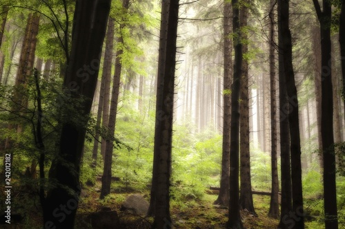Bergwald mit hohen B  umen  gr  nem Unterwuchs und Nebel im Hintergrund