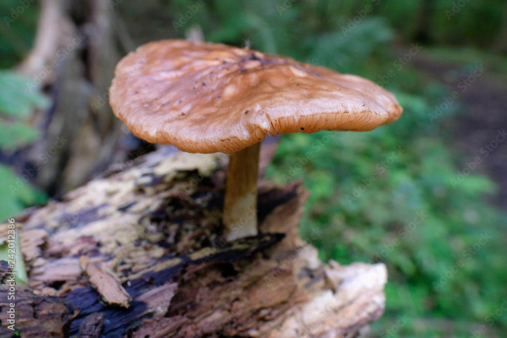 Fototapeta premium Rosastieliger Dachpilz - Pluteus roseipes in einer Makroaufnahme