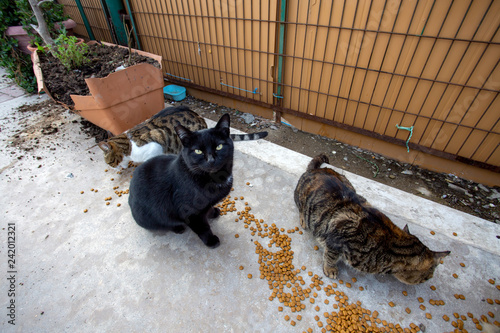 Fototapeta Naklejka Na Ścianę i Meble -  A group of street cats sniffing for food