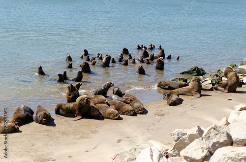 sea ​​lions on the coast