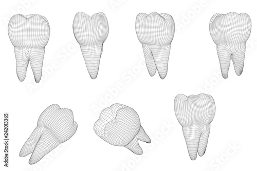 vector set of 3d teeth for dental medicine. isolated on white