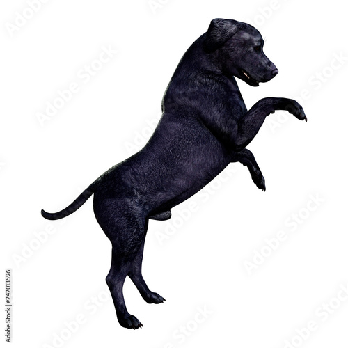 3D Rendering Labrador Dog on White