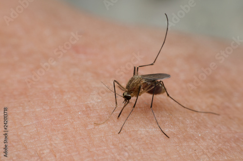 close up macro detail mosquito dangerous bug stinging sucking blood on human skin carrier virus disease to human illness.