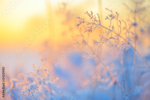 Frost and ice crystals on grass. Selective focus and shallow depth of field. © ekim