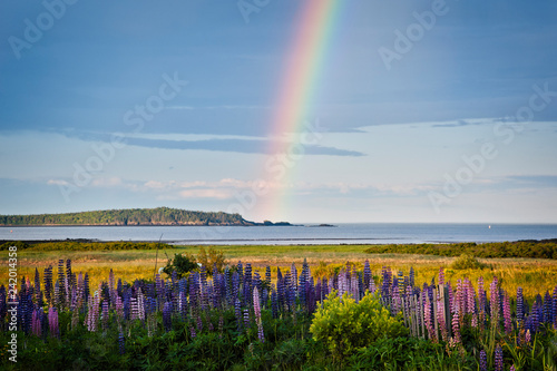 Rainbow Illuminates Behind Lupine Wildflowers on the Maine Coast