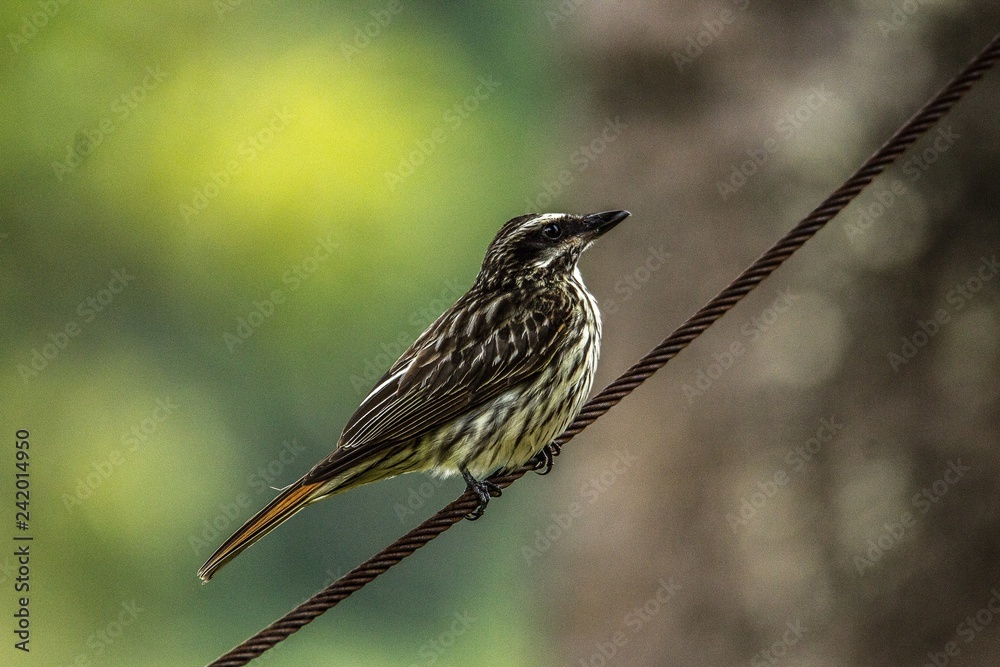 Fototapeta premium Myiodynastes maculatus