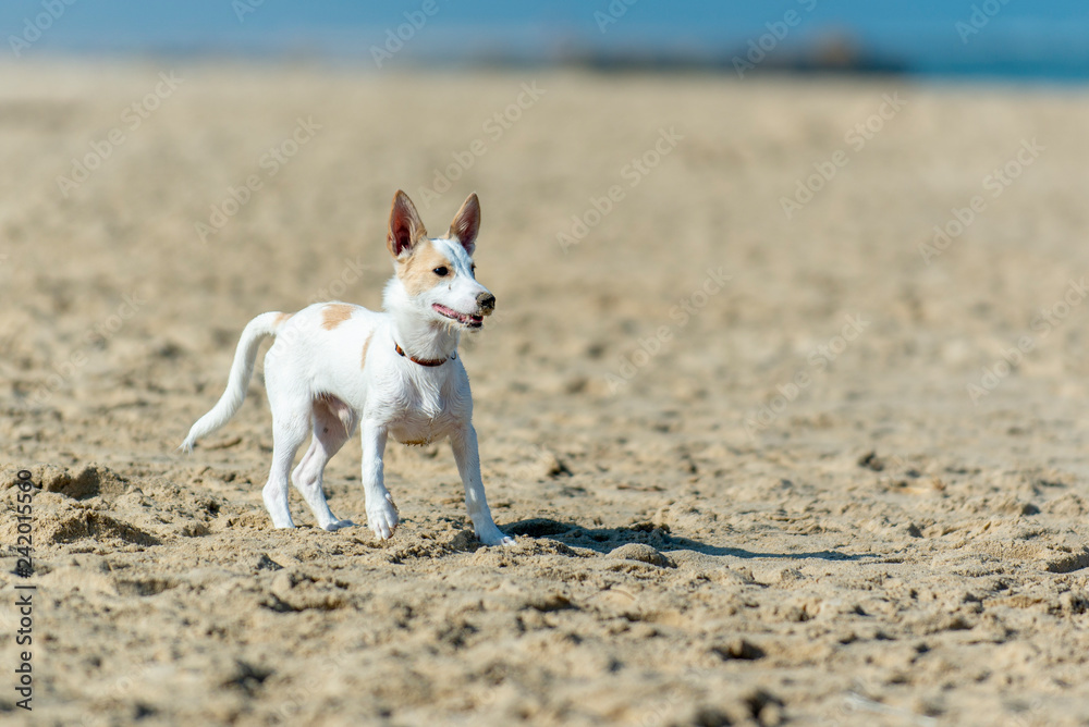 Confident young terrier puppy playing on a sandy beach Confident young terrier puppy playing on a sandy beach