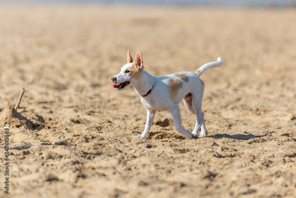 Confident young brown and white terrier puppy walking along sandy beach Confident young brown and white terrier puppy walking along sandy beach