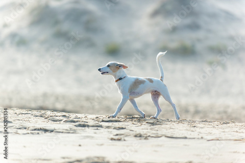 Confident young terrier puppy strolling along a sandy beach