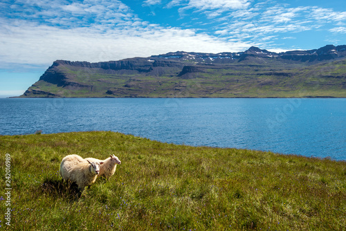 Two Sheeps staying in the green meadow of Mjoifjordur, the fjord and mountain landscape ate at background