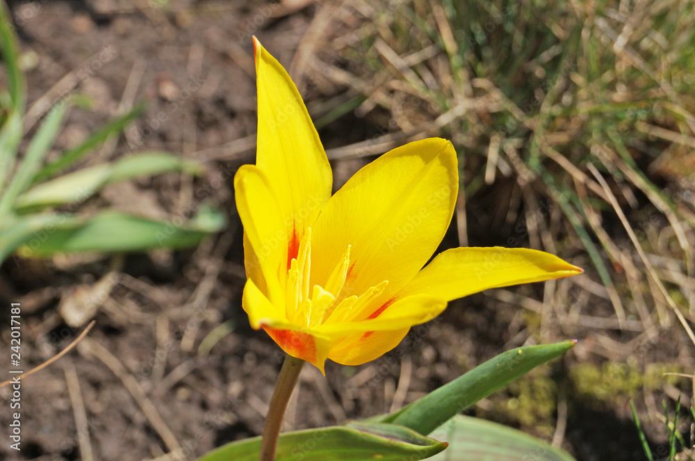 Yellow tulip flower with green leaves in spring flowerbed Yellow tulip flower with green leaves in spring flowerbed