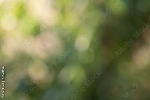 Bokeh of Tree Leaves for nature background and save green concept,soft and blur out of focus, made with gradient and filter colored.