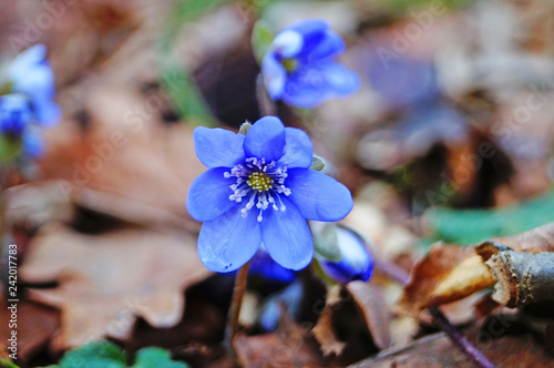 Spring flowers Hepatica with blue buds in the spring meadow