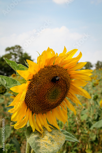 Sonnenblume, Details einer Sonnenblume
