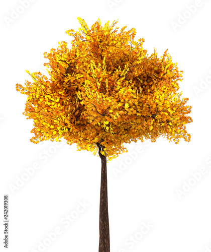 autumn maple tree isolated on white, 3d illustration