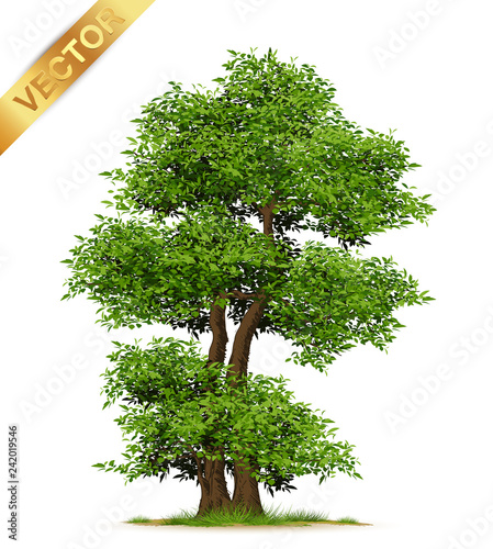 Isolated trees on white background .