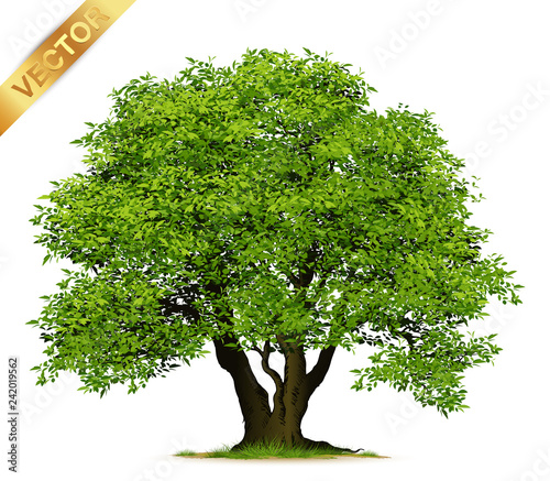 Isolated trees on white background .