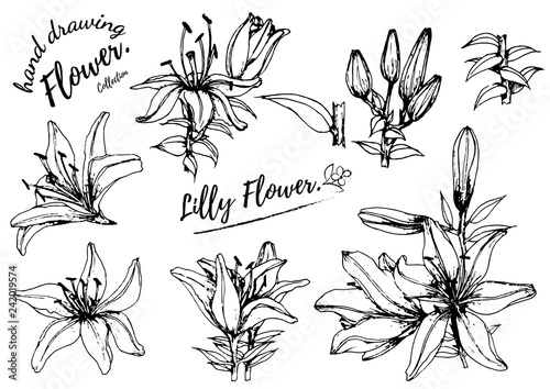 Tableau sur toile Lilly flower drawing illustration