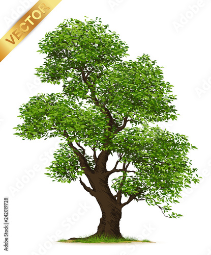 Isolated trees on white background .