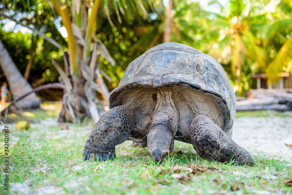 Fotografie Aldabra giant tortoise, Turtle in Seychelles on the beach near to Praslin