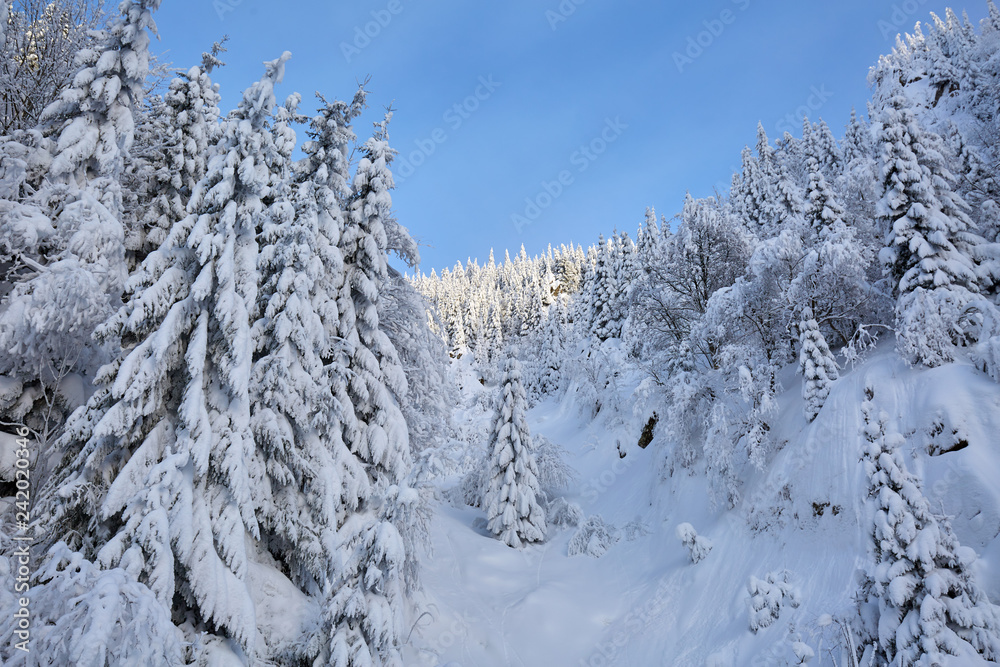 Mountain forests covered in snow