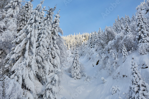 Mountain forests covered in snow