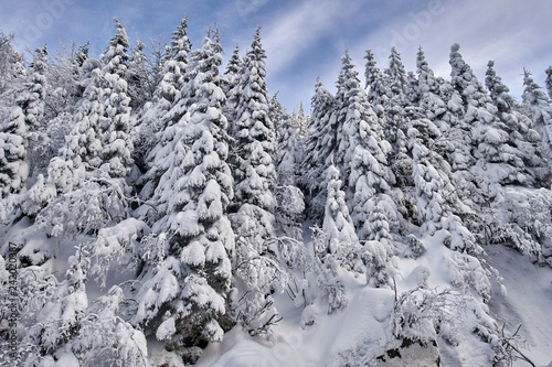 Mountain forests covered in snow