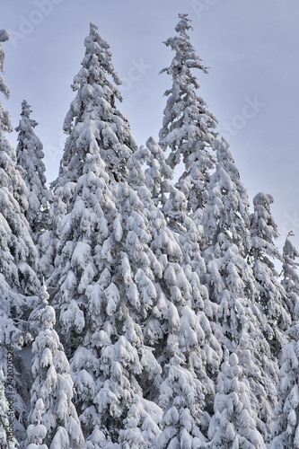 Mountain forests covered in snow