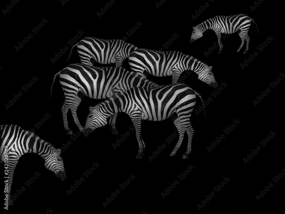 Fototapeta premium Zebry 3