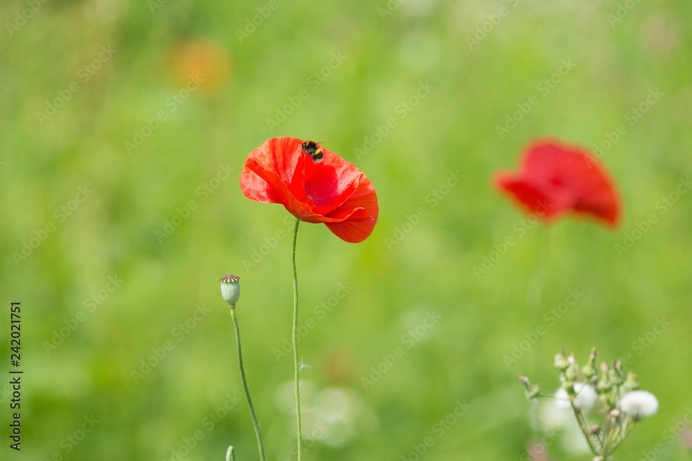 Obraz premium Wild Poppy with a bee