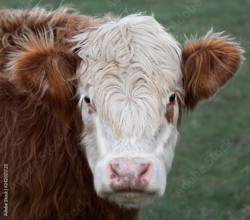 Brown Cow with fuzzy hair