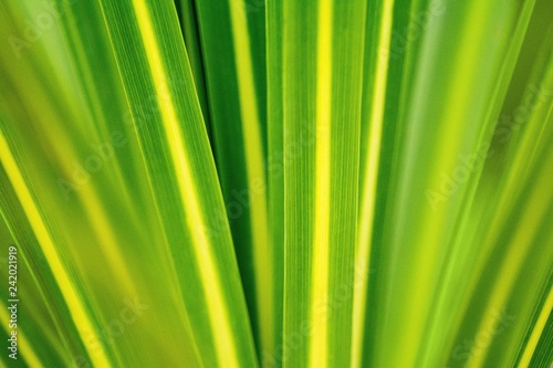 Close up of a bright green leaf