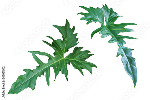 Tropical Green Leaves of Philodendron Plant Isolated on White Background