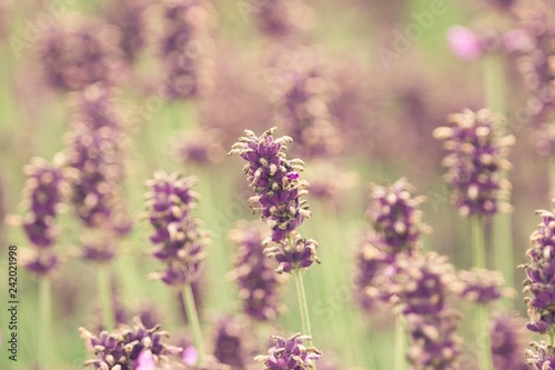 Lavender field, summer haze