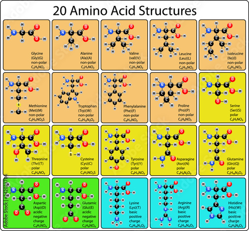 20 Amino Acid Molecules Ball and Stick Structure