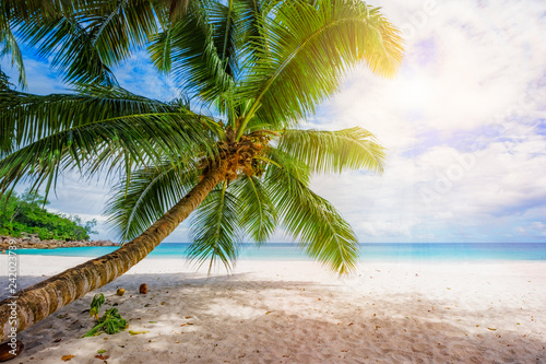 Fototapeta Naklejka Na Ścianę i Meble -  palm tree in the sun, tropical beach anse georgette, praslin, seychelles