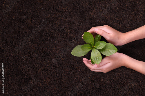 People's hands cupping protectively around young plant