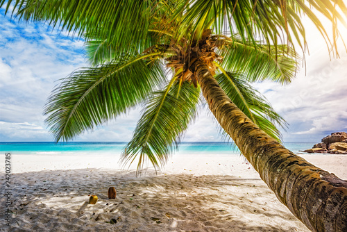 Fototapeta Naklejka Na Ścianę i Meble -  Palm tree,white sand,turquoise water at tropical beach,paradise at seychelles 5